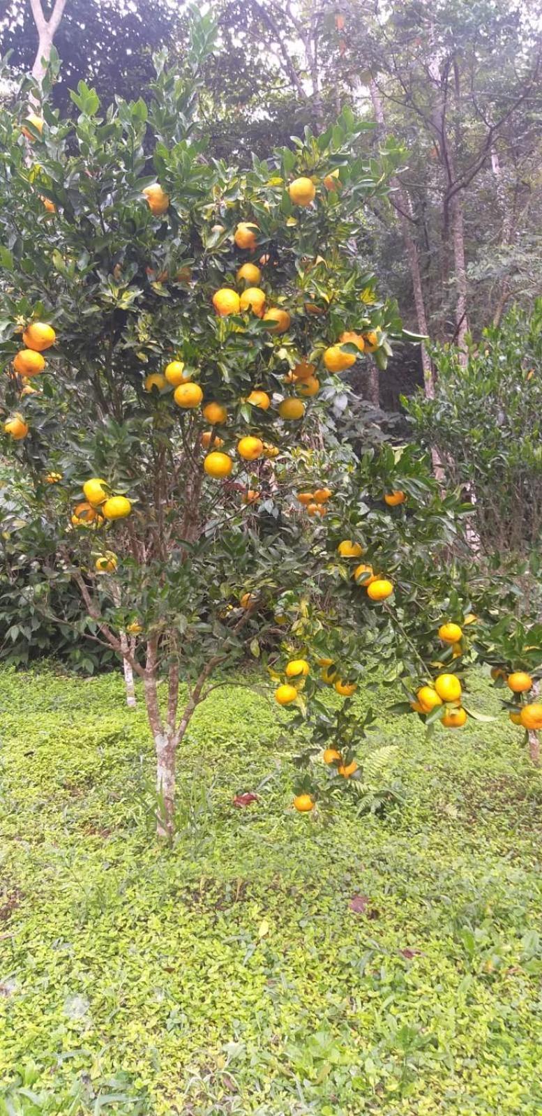 Fazenda Piloes Petropolis (Rio de Janeiro) Exterior foto