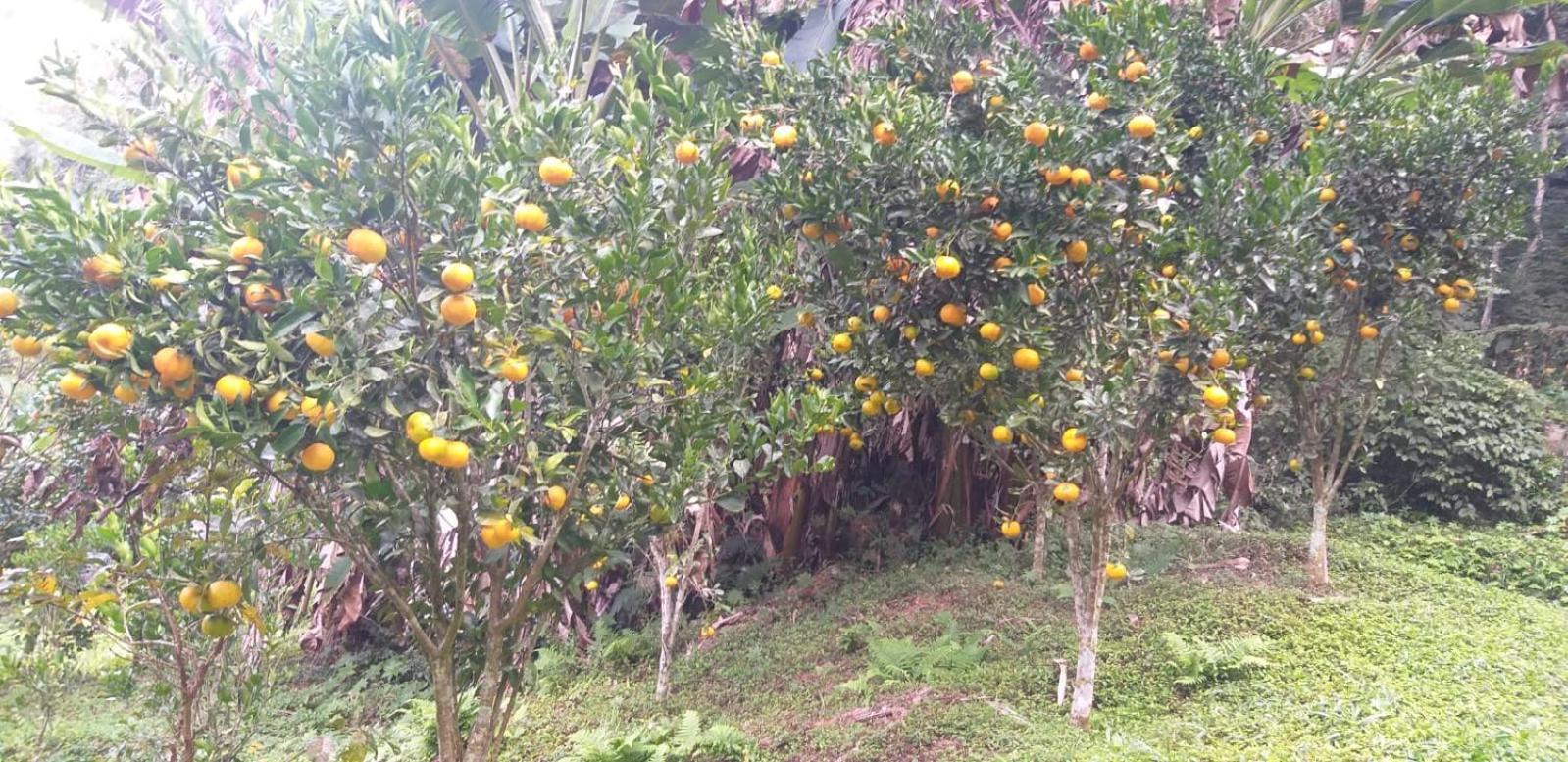 Fazenda Piloes Petropolis (Rio de Janeiro) Exterior foto