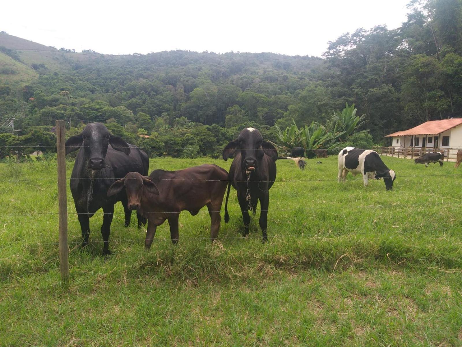 Fazenda Piloes Petropolis (Rio de Janeiro) Exterior foto